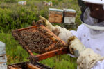 HIve & Earth