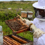 HIve & Earth