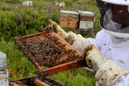 HIve & Earth