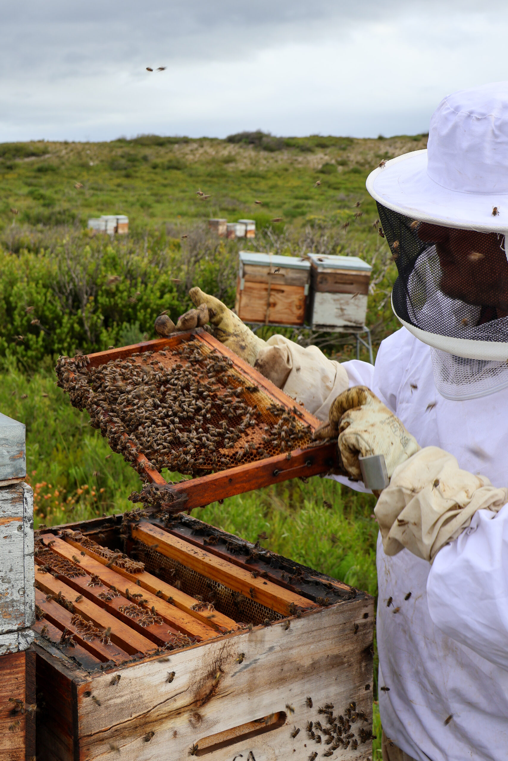 HIve & Earth
